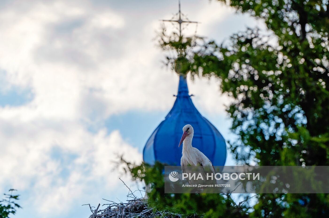 Семейство аистов в Ленинградской области