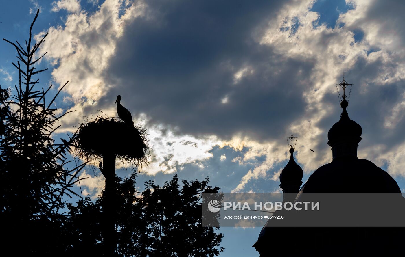 Семейство аистов в Ленинградской области