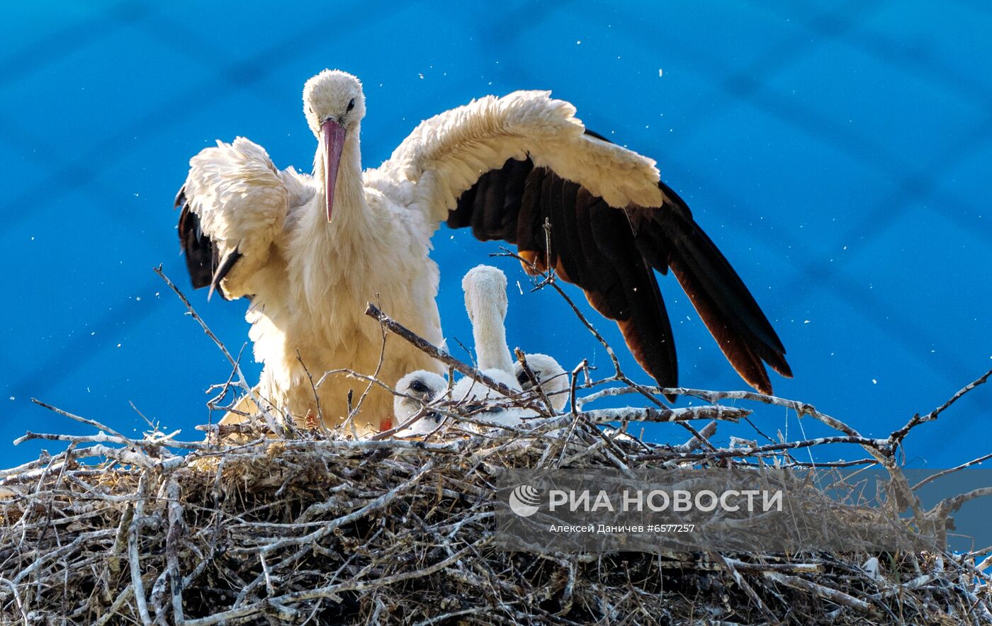 Семейство аистов в Ленинградской области