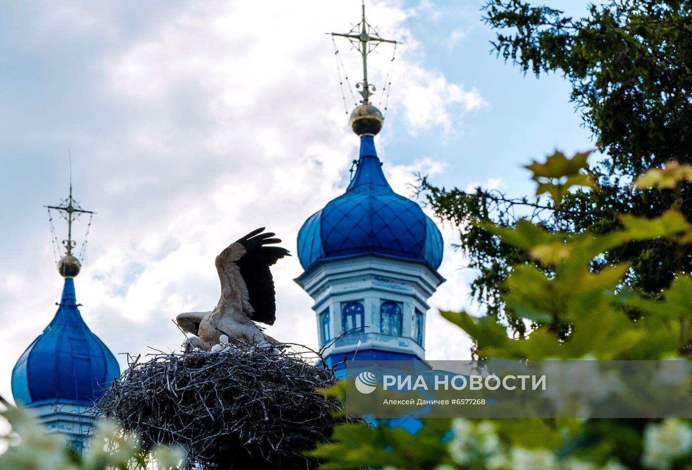 Семейство аистов в Ленинградской области