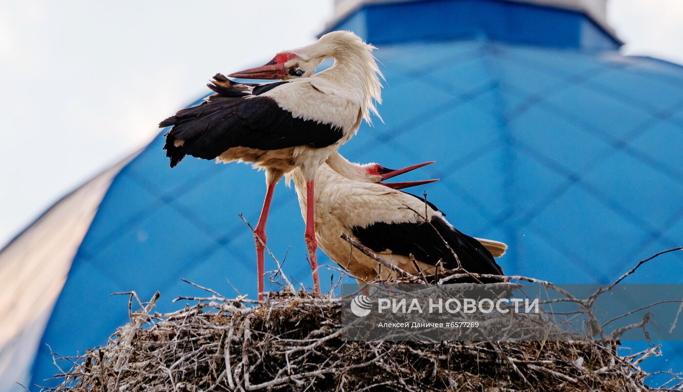 Семейство аистов в Ленинградской области