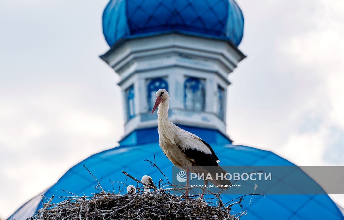 Семейство аистов в Ленинградской области