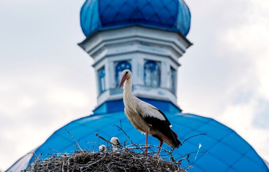 Семейство аистов в Ленинградской области