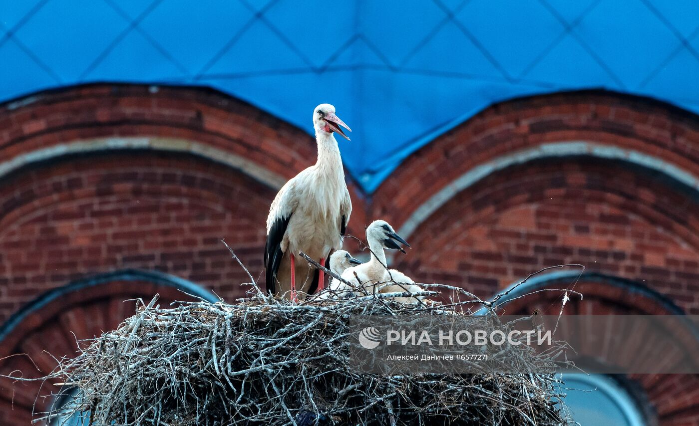 Семейство аистов в Ленинградской области