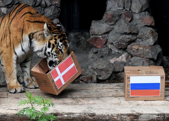 Предсказание животными-оракулами результатов матча между Россией и Данией на чемпионате Европы