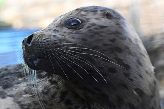 Центр реабилитации морских млекопитающих "Тюлень" в Приморском крае