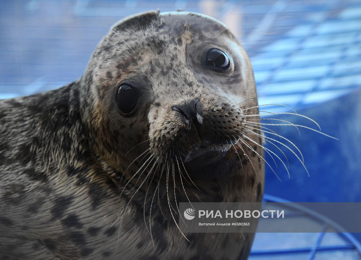 Центр реабилитации морских млекопитающих "Тюлень" в Приморском крае