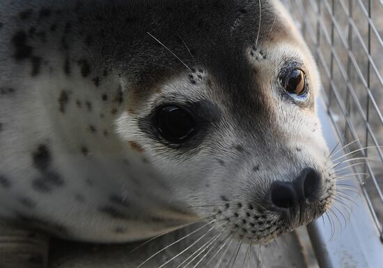 Центр реабилитации морских млекопитающих "Тюлень" в Приморском крае