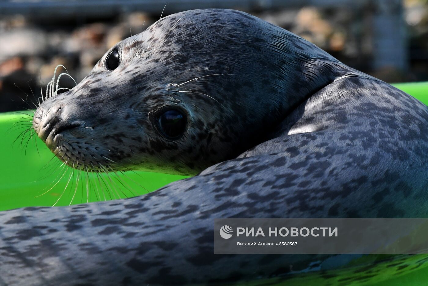 Центр реабилитации морских млекопитающих "Тюлень" в Приморском крае