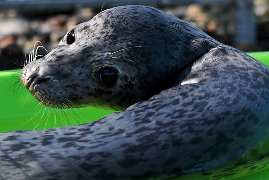 Центр реабилитации морских млекопитающих "Тюлень" в Приморском крае