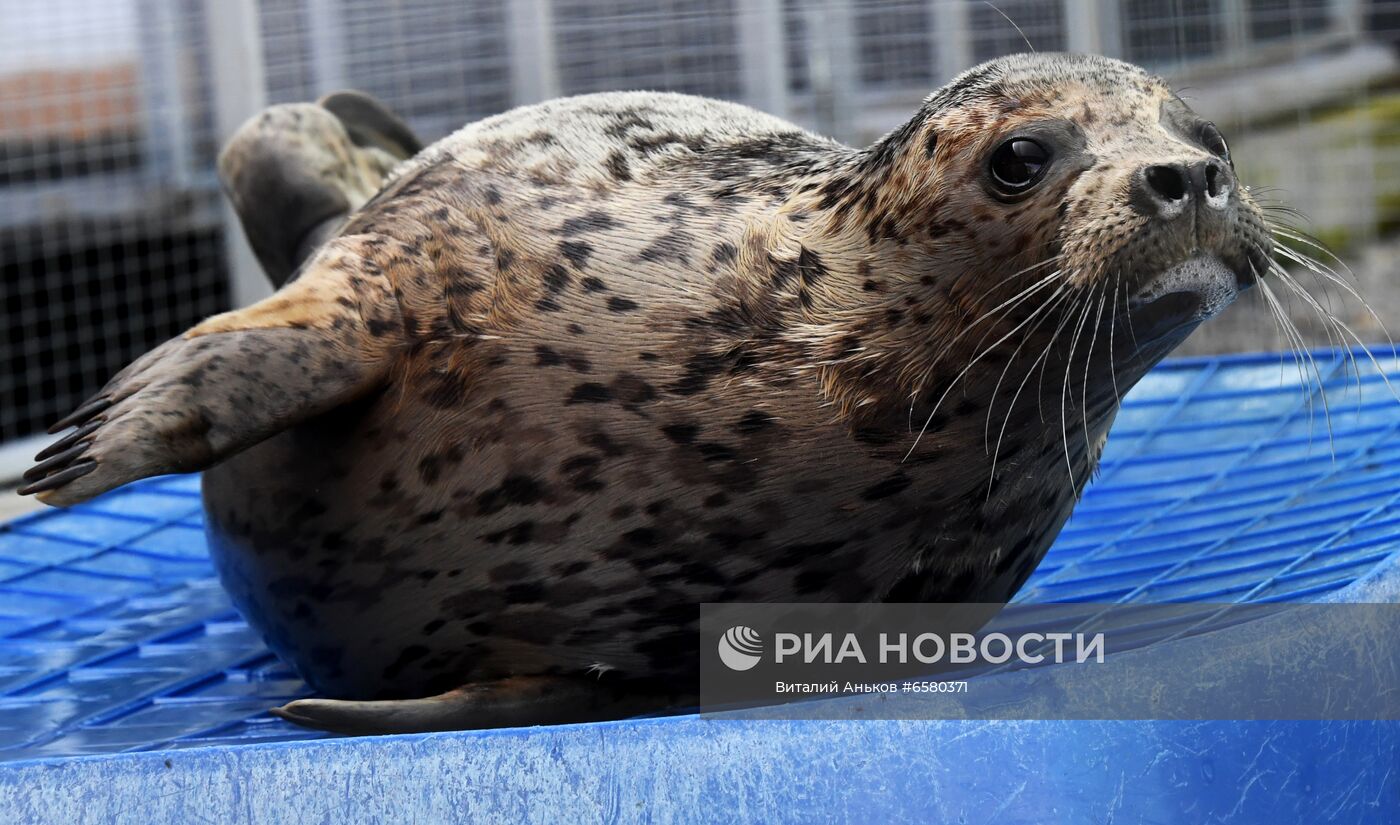 Центр реабилитации морских млекопитающих "Тюлень" в Приморском крае