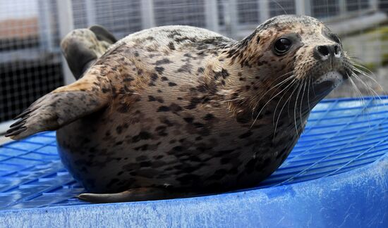 Центр реабилитации морских млекопитающих "Тюлень" в Приморском крае