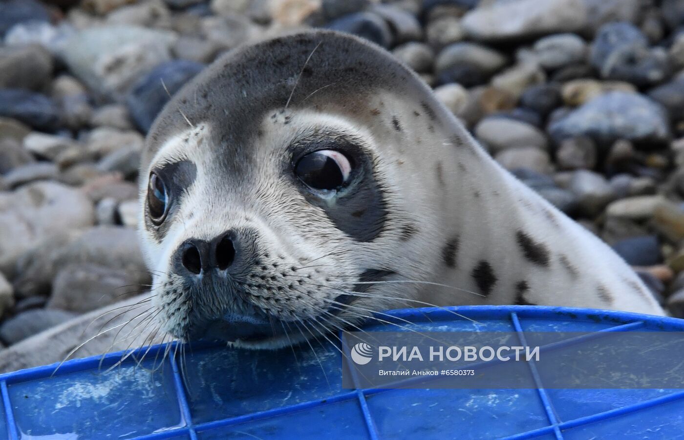 Центр реабилитации морских млекопитающих "Тюлень" в Приморском крае