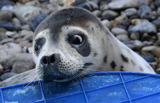 Центр реабилитации морских млекопитающих "Тюлень" в Приморском крае