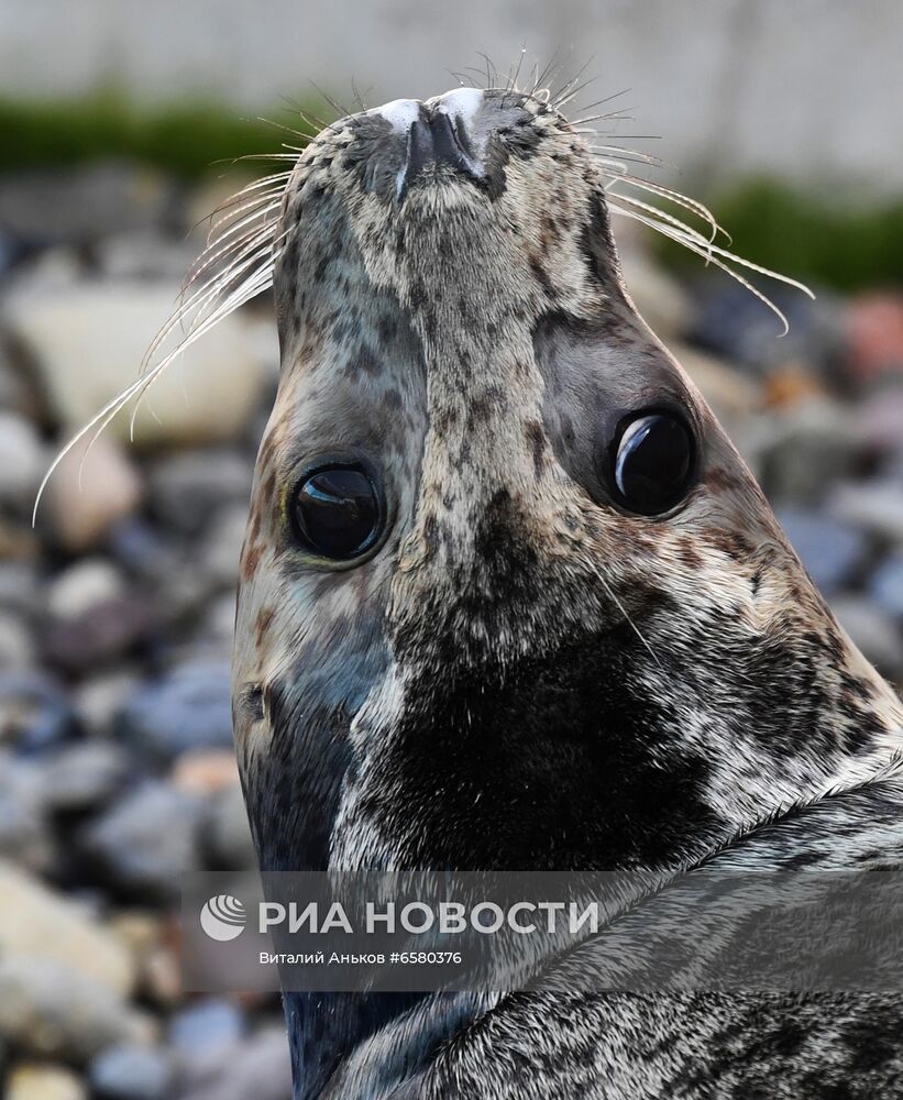 Центр реабилитации морских млекопитающих "Тюлень" в Приморском крае