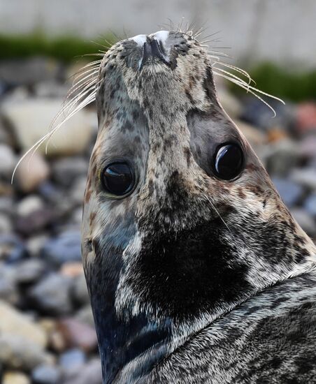 Центр реабилитации морских млекопитающих "Тюлень" в Приморском крае