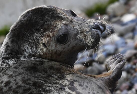 Центр реабилитации морских млекопитающих "Тюлень" в Приморском крае