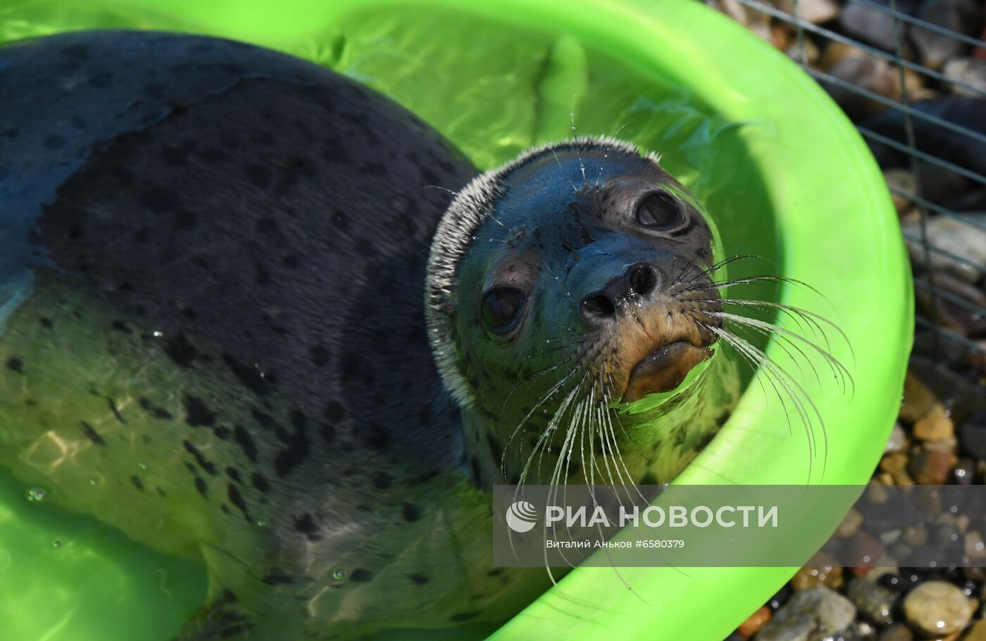 Центр реабилитации морских млекопитающих "Тюлень" в Приморском крае