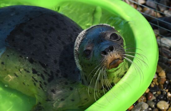 Центр реабилитации морских млекопитающих "Тюлень" в Приморском крае