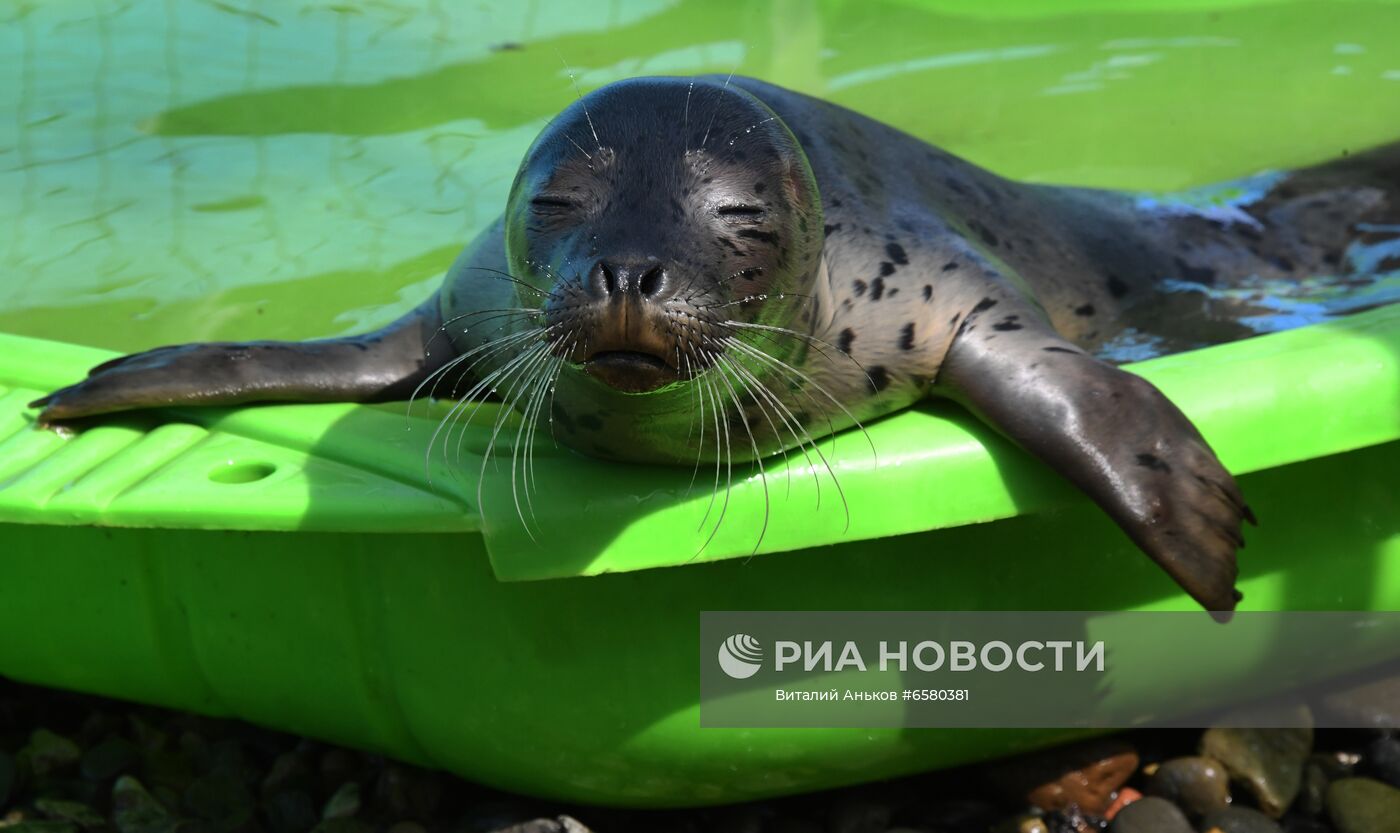 Центр реабилитации морских млекопитающих "Тюлень" в Приморском крае