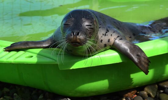 Центр реабилитации морских млекопитающих "Тюлень" в Приморском крае
