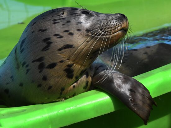 Центр реабилитации морских млекопитающих "Тюлень" в Приморском крае