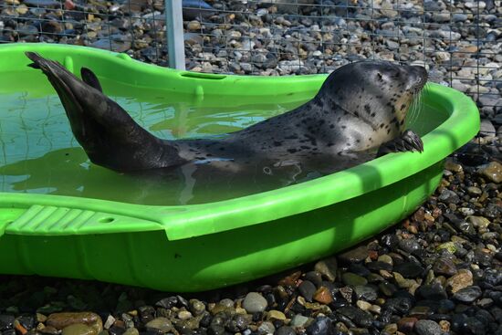Центр реабилитации морских млекопитающих "Тюлень" в Приморском крае