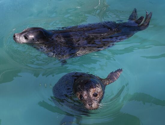 Центр реабилитации морских млекопитающих "Тюлень" в Приморском крае