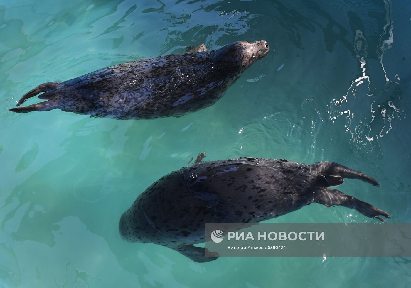 Центр реабилитации морских млекопитающих "Тюлень" в Приморском крае