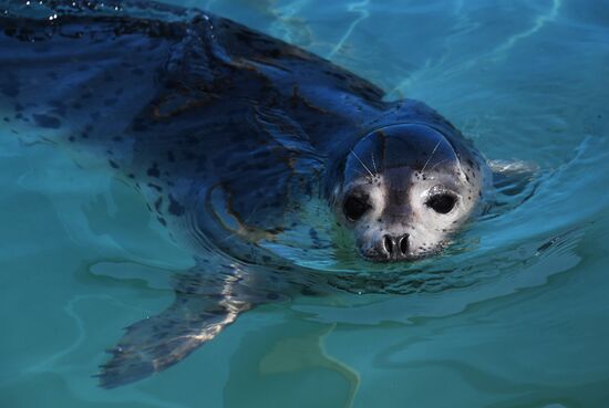 Центр реабилитации морских млекопитающих "Тюлень" в Приморском крае