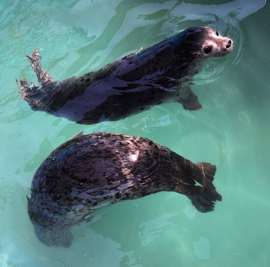 Центр реабилитации морских млекопитающих "Тюлень" в Приморском крае