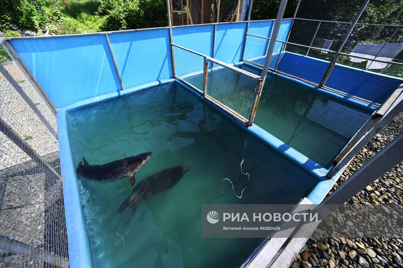 Центр реабилитации морских млекопитающих "Тюлень" в Приморском крае