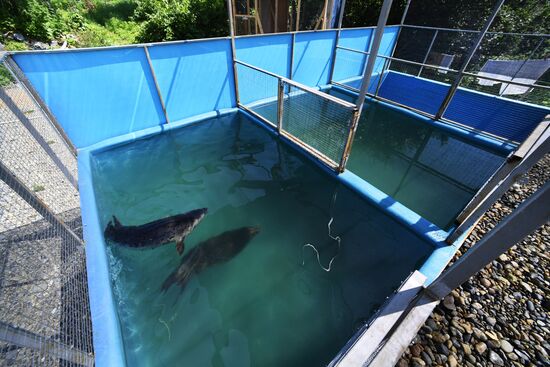 Центр реабилитации морских млекопитающих "Тюлень" в Приморском крае