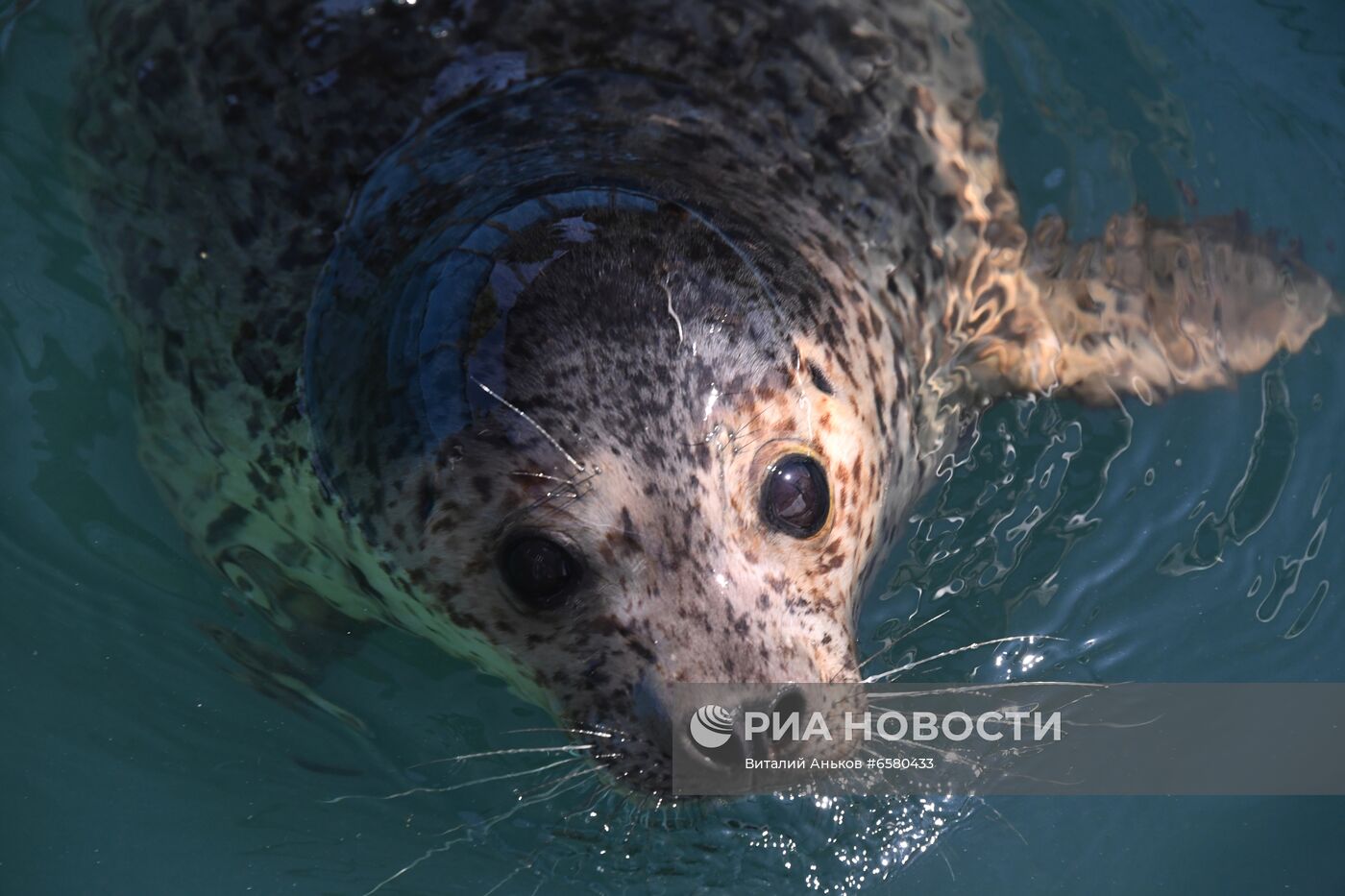 Центр реабилитации морских млекопитающих "Тюлень" в Приморском крае