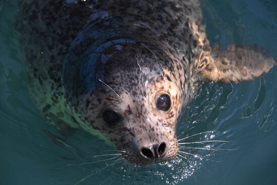 Центр реабилитации морских млекопитающих "Тюлень" в Приморском крае