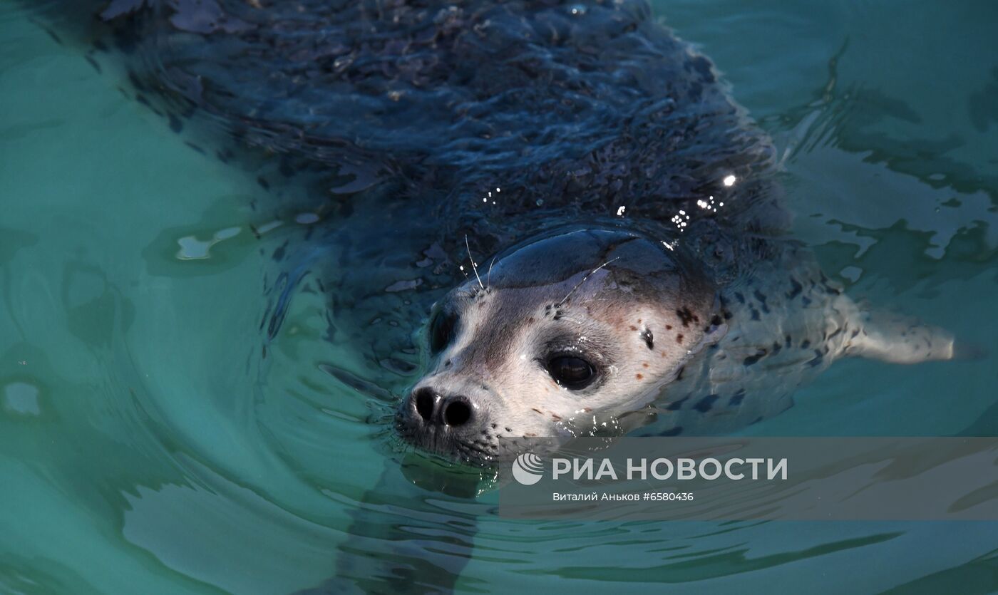 Центр реабилитации морских млекопитающих "Тюлень" в Приморском крае