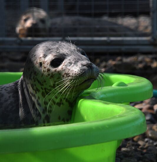 Центр реабилитации морских млекопитающих "Тюлень" в Приморском крае