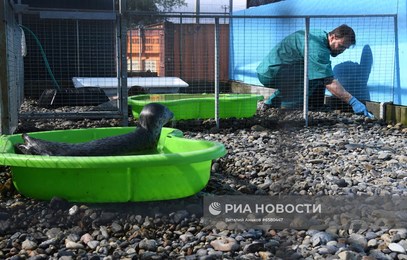Центр реабилитации морских млекопитающих "Тюлень" в Приморском крае