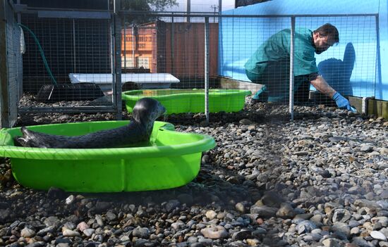 Центр реабилитации морских млекопитающих "Тюлень" в Приморском крае