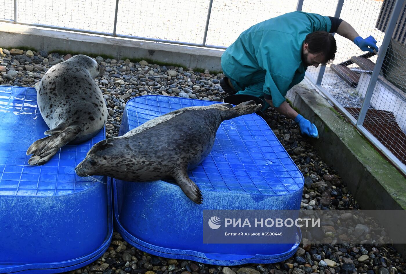 Центр реабилитации морских млекопитающих "Тюлень" в Приморском крае