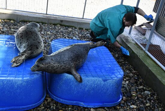 Центр реабилитации морских млекопитающих "Тюлень" в Приморском крае