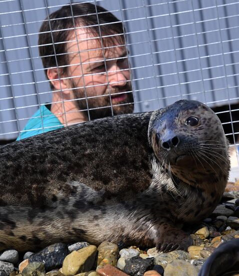 Центр реабилитации морских млекопитающих "Тюлень" в Приморском крае