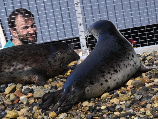 Центр реабилитации морских млекопитающих "Тюлень" в Приморском крае
