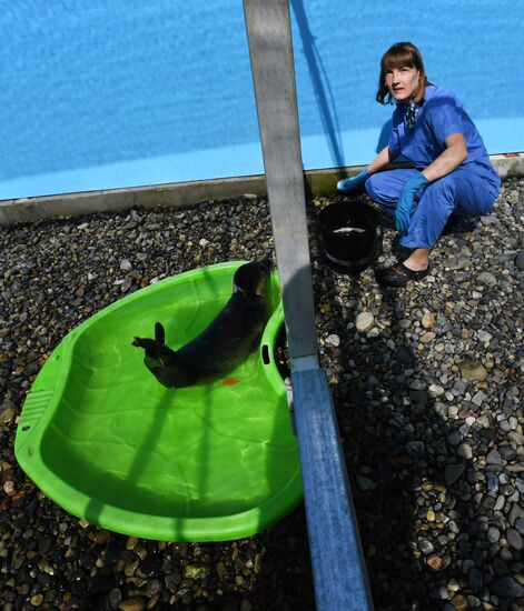 Центр реабилитации морских млекопитающих "Тюлень" в Приморском крае