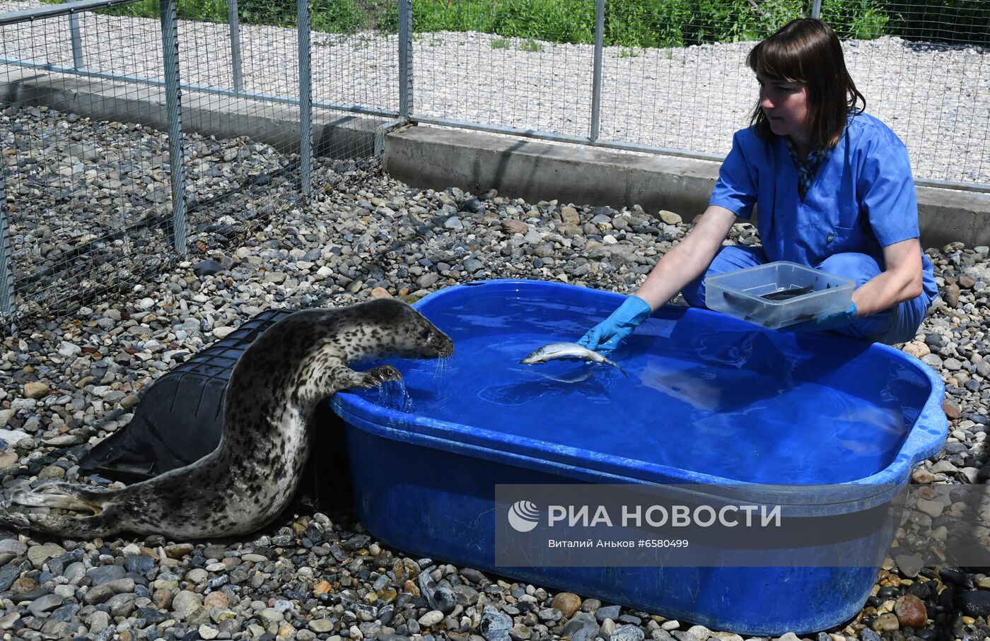 Центр реабилитации морских млекопитающих "Тюлень" в Приморском крае