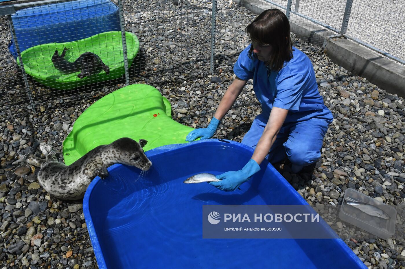 Центр реабилитации морских млекопитающих "Тюлень" в Приморском крае