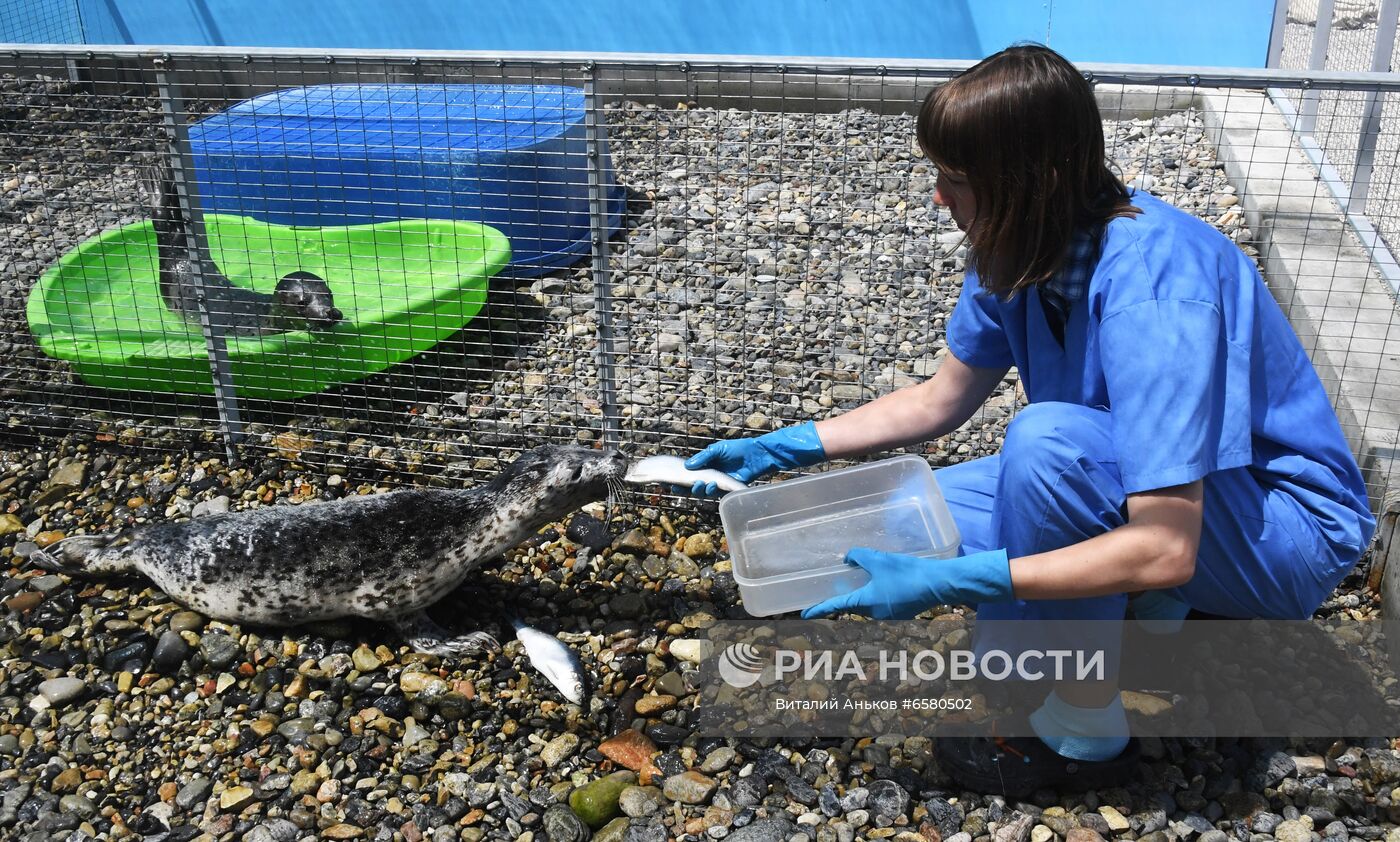 Центр реабилитации морских млекопитающих "Тюлень" в Приморском крае