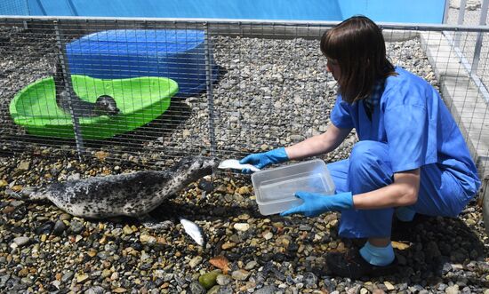 Центр реабилитации морских млекопитающих "Тюлень" в Приморском крае