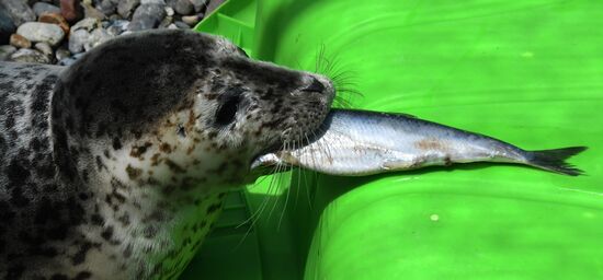 Центр реабилитации морских млекопитающих "Тюлень" в Приморском крае