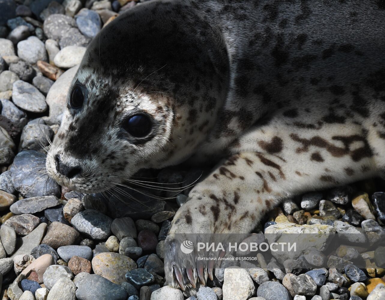 Центр реабилитации морских млекопитающих "Тюлень" в Приморском крае